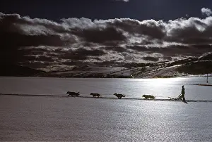 Racing: DOG - sledge racing