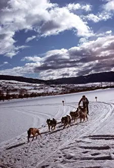 Racing: DOG - Sledge racing at Vernon B.C