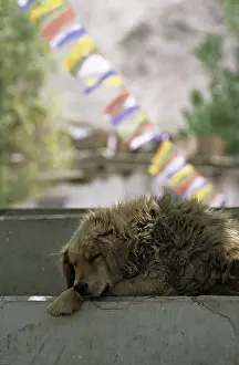 Celebrations: Dog sleeping on a march and prayer flags in India