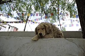 Celebrations: Dog sleeping on a march and prayer flags in India