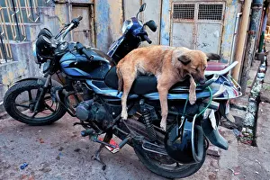 Motorcycle: Dog sleeping on motorcycle in indian street, Jodhpur