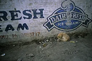 Lonesome: Dog sleeping below a publicity in the street India