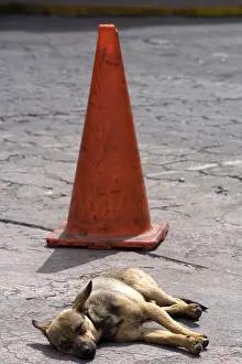 Agglomerations: Dog sleeping in the street Otavalo Ecuador
