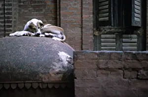 Shutter: Dog sleeping in the street Varanaci India