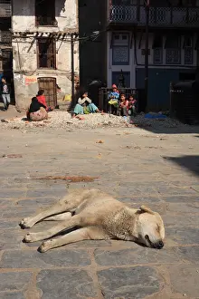 Daily: Dog sleeping in the sun in a street in Kathmandu Nepal