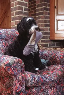 Biting: DOG - with slipper in mouth