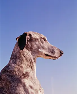 Sloughi: DOG - SLOUGHI / Arabian Greyhound