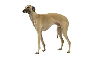 Sloughi: Dog - Sloughi in studio