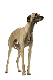 Sloughi: Dog - Sloughi in studio