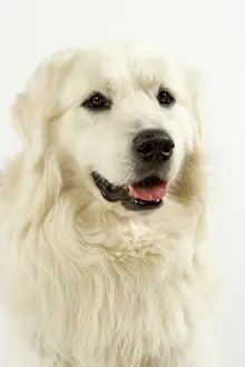 Kuvasz: Dog - Slovensky Kuvasz