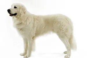 Kuvasz: Dog - Slovensky Kuvasz