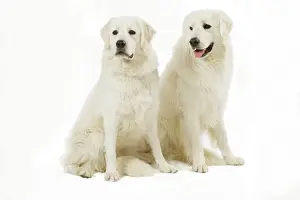 Kuvasz: Dog - Slovensky Kuvasz