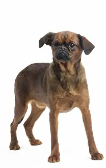 Brabancon: Dog Small Brabant Griffon / Petit Brabancon