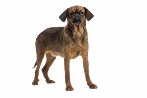 Brabancon: Dog Small Brabant Griffon / Petit Brabancon