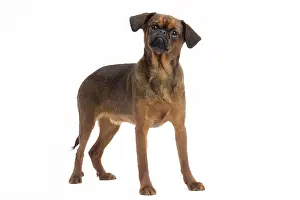 Brabancon: Dog Small Brabant Griffon / Petit Brabancon