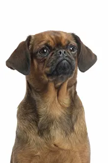 Brabancon: Dog Small Brabant Griffon / Petit Brabancon