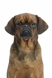Brabancon: Dog Small Brabant Griffon / Petit Brabancon