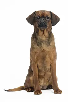 Brabancon: Dog Small Brabant Griffon / Petit Brabancon