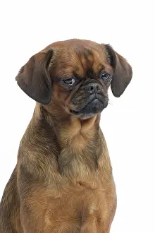 Brabancon: Dog Small Brabant Griffon / Petit Brabancon