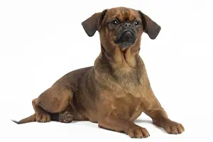 Brabancon: Dog Small Brabant Griffon / Petit Brabancon
