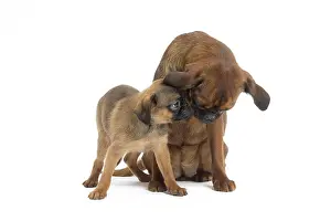 Brabancon: Dog Small Brabant Griffon / Petit Brabancon