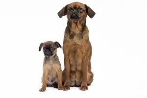 Brabancon: Dog Small Brabant Griffon / Petit Brabancon