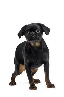 Brabancon: Dog Small Brabant Griffon / Petit Brabancon