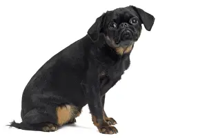 Brabancon: Dog Small Brabant Griffon / Petit Brabancon