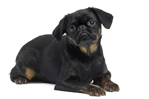 Brabancon: Dog Small Brabant Griffon / Petit Brabancon