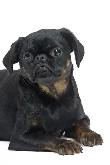 Brabancon: Dog Small Brabant Griffon / Petit Brabancon