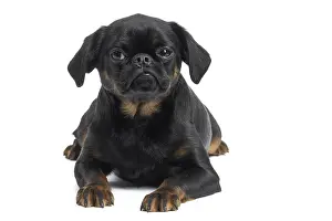 Brabancon: Dog Small Brabant Griffon / Petit Brabancon