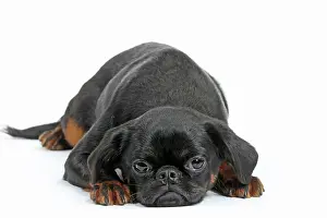 Brabancon: Dog Small Brabant Griffon / Petit Brabancon