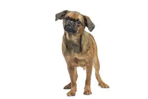Brabancon: Dog Small Brabant Griffon / Petit Brabancon