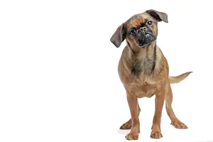 Brabancon: Dog Small Brabant Griffon / Petit Brabancon