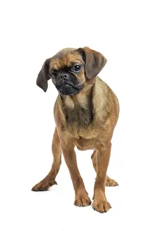 Brabancon: Dog Small Brabant Griffon / Petit Brabancon
