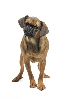 Brabancon: Dog Small Brabant Griffon / Petit Brabancon