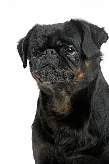 Brabancon: Dog Small Brabant Griffon / Petit Brabancon
