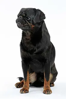 Brabancon: Dog Small Brabant Griffon / Petit Brabancon