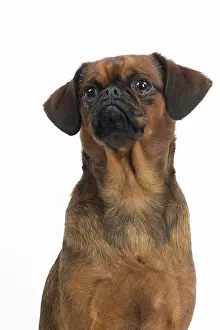 Brabancon: Dog Small Brabant Griffon / Petit Brabancon