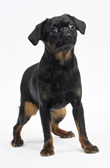 Brabancon: Dog Small Brabant Griffon / Petit Brabancon