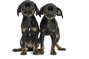Brabancon: Dog Small Brabant Griffon / Petit Brabancon puppies