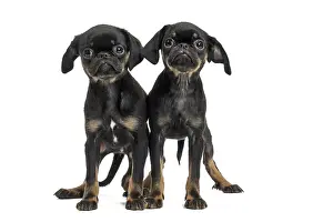 Brabancon: Dog Small Brabant Griffon / Petit Brabancon puppies