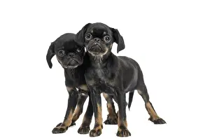 Brabancon: Dog Small Brabant Griffon / Petit Brabancon puppies