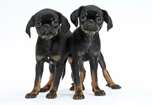 Brabancon: Dog Small Brabant Griffon / Petit Brabancon puppies
