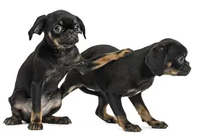 Brabancon: Dog Small Brabant Griffon / Petit Brabancon puppies