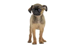 Brabancon: Dog Small Brabant Griffon / Petit Brabancon puppy