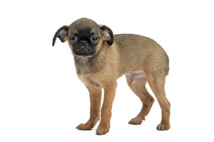 Brabancon: Dog Small Brabant Griffon / Petit Brabancon puppy