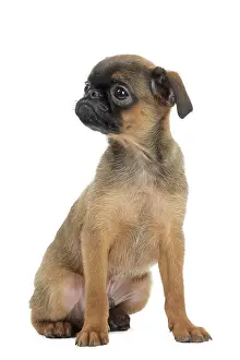 Brabancon: Dog Small Brabant Griffon / Petit Brabancon puppy