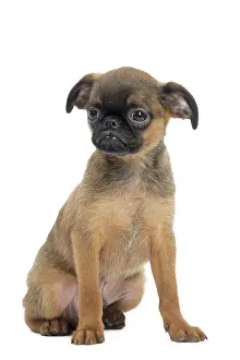 Brabancon: Dog Small Brabant Griffon / Petit Brabancon puppy