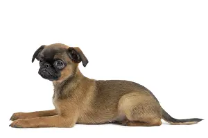 Brabancon: Dog Small Brabant Griffon / Petit Brabancon puppy